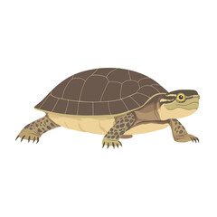 Obraz premium Illustration of European Pond Turtle turtle reptile animal vector