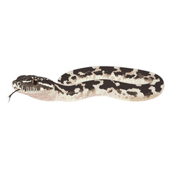 Fototapeta premium Vector illustration of African Rock Python reptile animal snake vector
