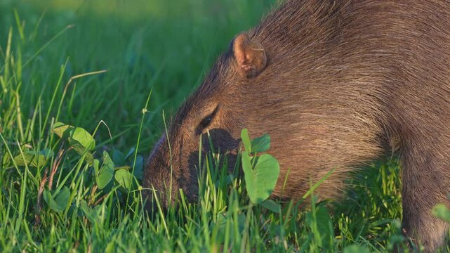 Close up shot of capybara grazing on lush green grass, Ibera Park, Argentina.