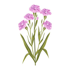 Obraz premium Dianthus flowers illustration plant decorative vector