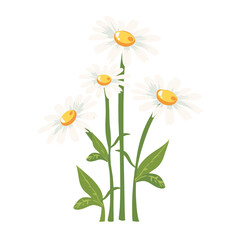 Chamomiles illustration background flower vector