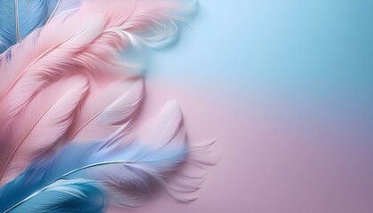 Obraz premium pink, blue feathers background with copy space