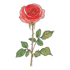 Rose rose illustration flower vector
