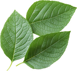 Obraz premium Fresh Green Leaves Close-up