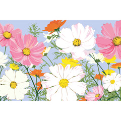 Cosmos flower flowers blossoms nature vector