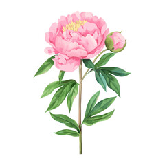 Peony peony illustration watercolor vector
