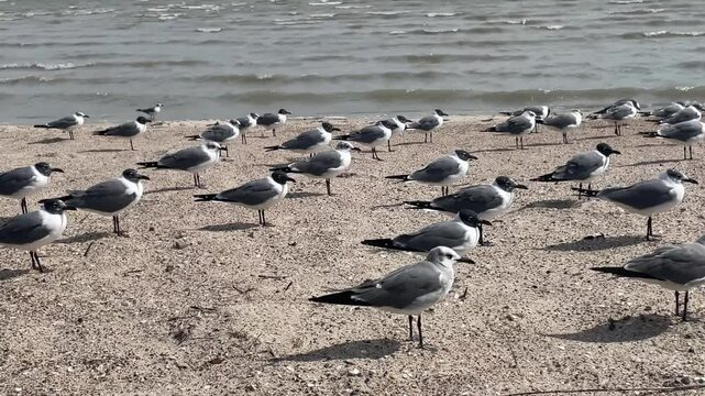 Sea Birds on the beach in the wind UHD