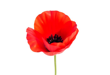 Naklejka premium Vibrant Red Poppy Flower A Stunning Floral Image