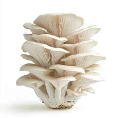 Close up of a Cluster of White Oyster Mushrooms on White Background