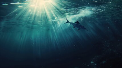 Sunbeams Underwater, Fish