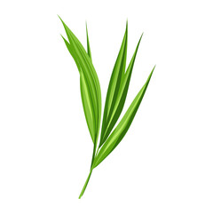 Green reed leaf illustration botanical foliage vector