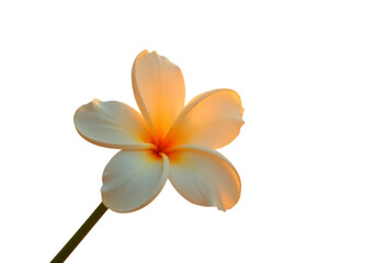 Naklejka premium Close-up of a Delicate Plumeria Flower, Soft Pastel Hues, Exotic Bloom