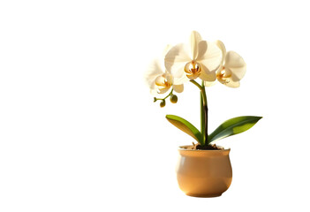 Elegant White Orchid in Pot A Stunning Floral Display