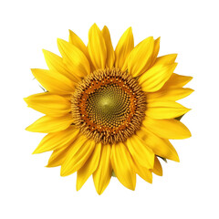 Naklejka premium Bright sunflower with vibrant yellow petals and intricate center details, isolated on transparent background
