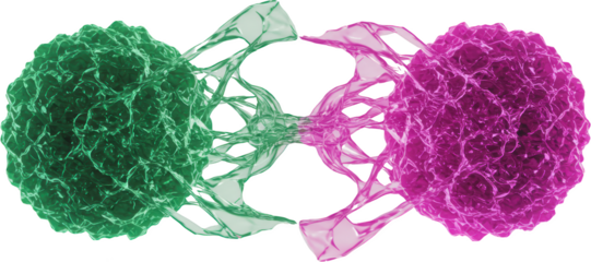 Abstract Cellular Connection Intertwined Green and Magenta Cells Microscopic View