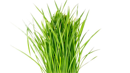 Fototapeta premium green grass isolated on transparent background