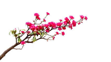 Naklejka premium pink cherry blossom isolated on transparent background