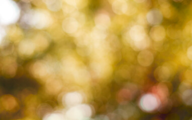 Obraz premium Yellow Orange light bokeh on nature blur background. Soft focus autumn colors background from tree, Fall wallpaper