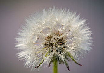 Closeup of a White Dandelion Seed Head Against a Soft Blurred Background
