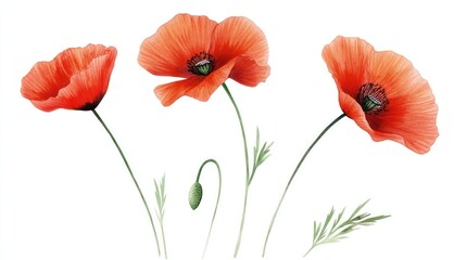 Watercolor Poppies on White Background