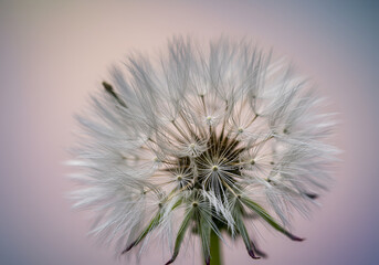 Closeup of a White Dandelion Seed Head Against a Soft Blurred Background