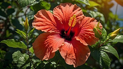 Red hibiscus flower