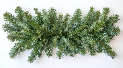 Obraz premium Green fir and pine branches are nature's evergreen decoration for the winter holiday and Christmas season