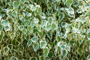 Ficus religiosa or sacred fig. Variegata leaves. Buddist tree. Close Up.