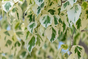 Ficus religiosa or sacred fig. Variegata leaves. Buddist tree. Close Up.