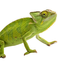 Fototapeta premium Chameleon isolated on a transparent background