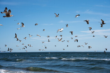Gaviotas volando sobre el océano en un día claro