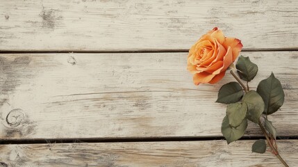 Orange Rose on Rustic Wooden Background