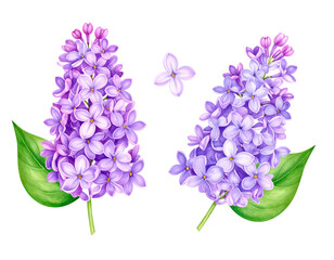 Isolated lilac flowers on white background.
