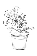 Single blooming petunia flower in pot vector
