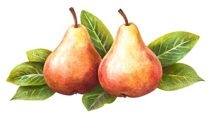 Hand-painted illustration of two pears with leaves.