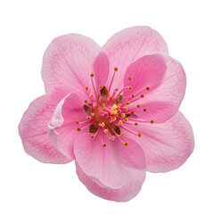 Single pink cherry blossom flower isolated on transparent background