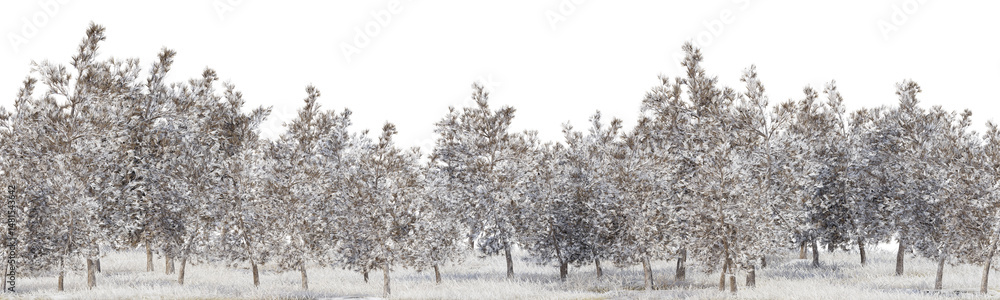 Poster the forest is covered in snow in winter with isolated on transparent background - png file, 3d rende
