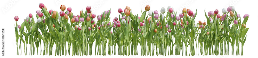 Poster colorful tulip field in nature with isolated on transparent background - png file, 3d rendering for 