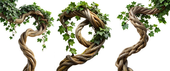 climping Twisted wild hang liana vine plant, ivy nature frame jungle border, isolated on white background, clipping path, cut-out, 