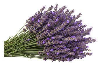 Close-up view of a large bunch of vibrant purple lavender flowers. The stems and leaves are also visible in the image.