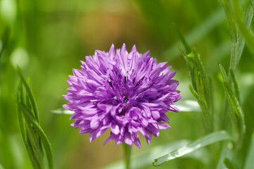 Close-up of a pink Cornflower (Centaurea cyanus) flower blooming in early summer