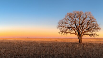 Obraz premium A solitary tree standing within an open expanse at sunset