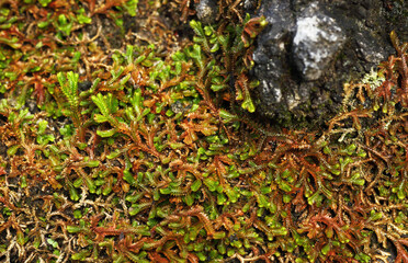 Colorful ferns in the limestone crevices of Thailand
