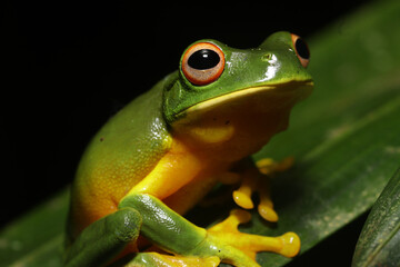 Orange-thighed tree frog (Litoria (Ranoidea) xanthomera)