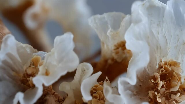Close-up view of edible white jelly fungus Tremella Fuciformis growing on a decaying log in forest, intricate texture with brown spores visible