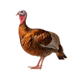A large, healthy turkey with brown and gray feathers and a bright red wattle, standing proudly on a white background. The turkey has a serious and watchful expression.