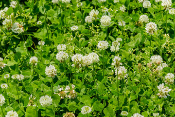 密集したシロツメクサのマクロショット