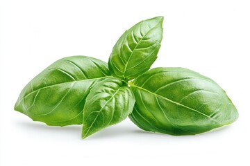 Fresh basil leaves showcasing vibrant green hues and intricate textures on a clean white background for culinary inspiration and botanical beauty