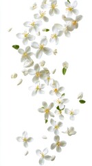 Fototapeta premium Delicate Falling Orange Blossoms on White Background Overhead View Floral Arrangement Nature Springtime