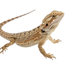 Obraz premium Lizard skin shed isolated on a transparent background